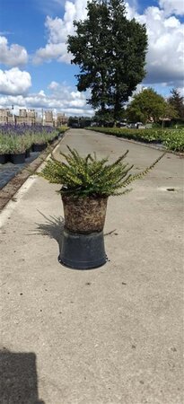 Erica darl. 'Kramer's Rote' geen maat specificatie cont. 1,5L - afbeelding 1