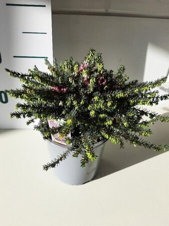 Erica darl. 'Kramer's Rote' geen maat specificatie cont. 1,5L - afbeelding 3