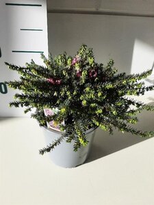 Erica darl. 'Kramer's Rote' geen maat specificatie cont. 1,5L - afbeelding 3