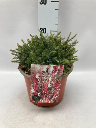 Erica darl. 'Kramer's Rote' geen maat specificatie cont. 2,0L