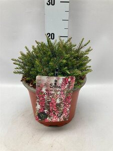 Erica darl. 'Kramer's Rote' geen maat specificatie cont. 2,0L