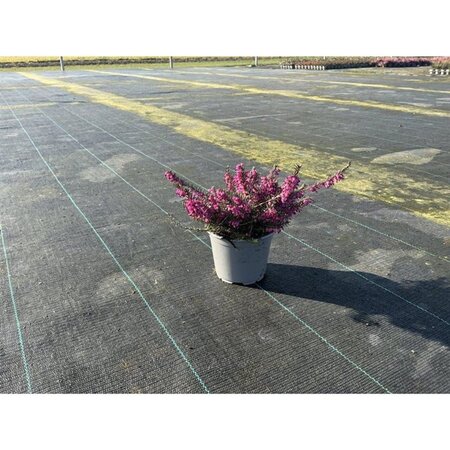 Erica darl. 'Kramer's Rote' geen maat specificatie P10,5cm