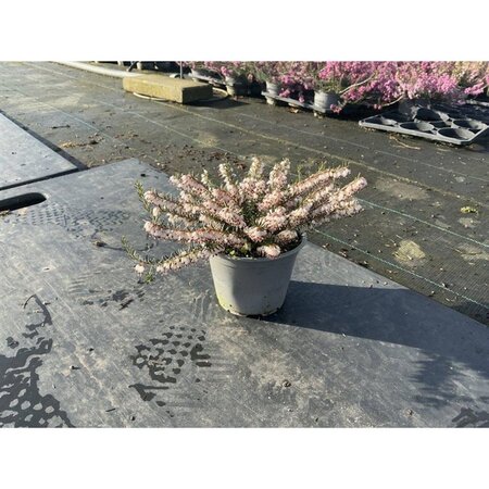 Erica darl. 'Silberschmelze' WIT geen maat specificatie P10,5cm