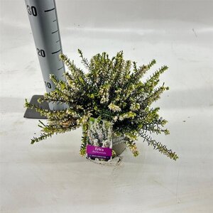 Erica darl. 'White Perfection' WIT 15-20 cm cont. 2,0L - afbeelding 2