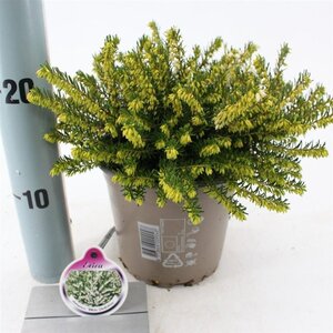 Erica darl. 'White Perfection' WIT 15-20 cm cont. 2,0L