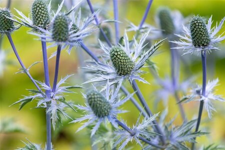 Eryngium giganteum geen maat specificatie 0,55L/P9cm - afbeelding 1