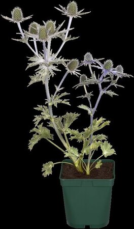 Eryngium giganteum geen maat specificatie 0,55L/P9cm - afbeelding 2