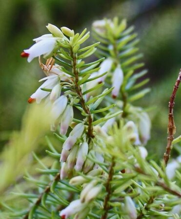 Erica carn. 'Springwood White' geen maat specificatie P10,5cm - afbeelding 1