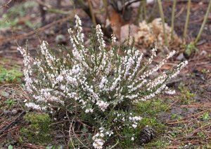 Erica carn. 'Springwood White' geen maat specificatie P10,5cm - afbeelding 2