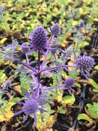 Eryngium pl. 'Blue Hobbit' geen maat specificatie 0,55L/P9cm