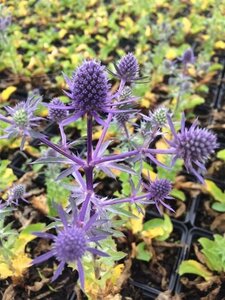 Eryngium pl. 'Blue Hobbit' geen maat specificatie 0,55L/P9cm