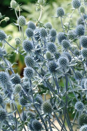 Eryngium pl. 'Blue Hobbit' geen maat specificatie 0,55L/P9cm - afbeelding 2