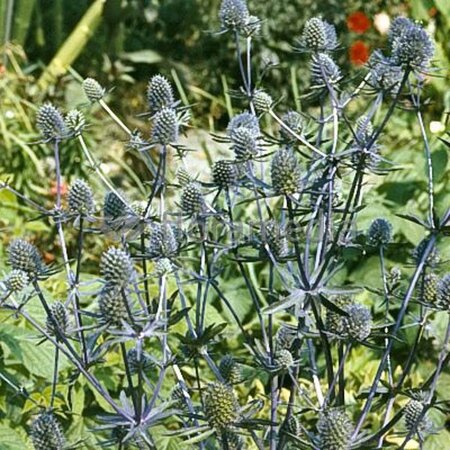 Eryngium pl. 'Blauer Zwerg' geen maat specificatie 0,55L/P9cm - afbeelding 1