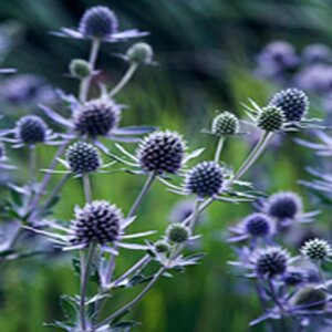 Eryngium pl. 'Blauer Zwerg' geen maat specificatie 0,55L/P9cm - afbeelding 2