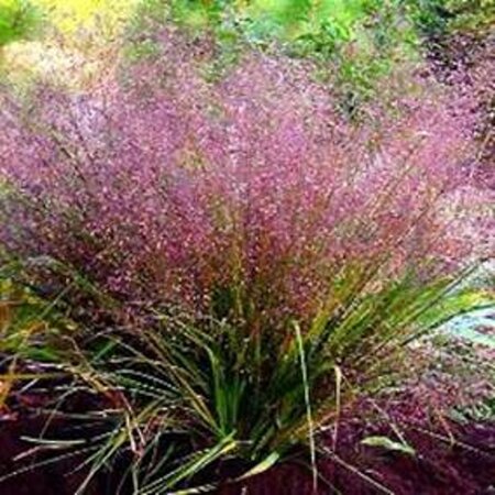 Eragrostis spectabilis geen maat specificatie 0,55L/P9cm - afbeelding 6