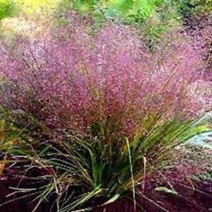 Eragrostis spectabilis geen maat specificatie 0,55L/P9cm - afbeelding 6