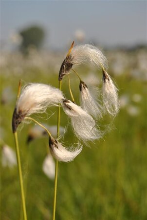 Eriophorum vaginatum geen maat specificatie cont. 2,0L