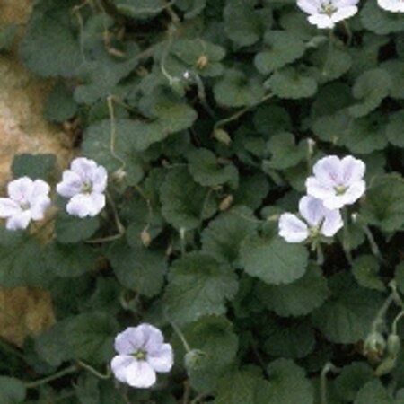 Erodium variabile 'Album' geen maat specificatie 0,55L/P9cm