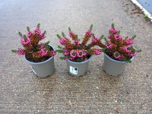 Erica vagans 'Mrs D.F. Maxwell' geen maat specificatie P10,5cm - afbeelding 1