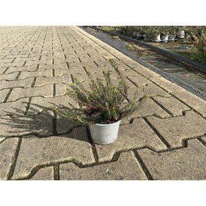 Erica vagans 'Mrs D.F. Maxwell' geen maat specificatie P10,5cm - afbeelding 3