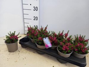 Erica vagans 'Mrs D.F. Maxwell' geen maat specificatie P10,5cm - afbeelding 2