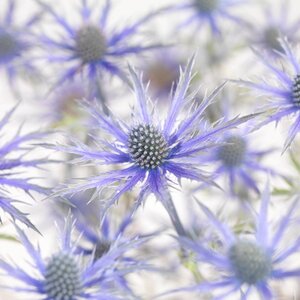 Eryngium zabelii 'Big Blue' geen maat specificatie 0,55L/P9cm - afbeelding 1