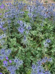 Eryngium zabelii 'Big Blue' geen maat specificatie 0,55L/P9cm - afbeelding 2