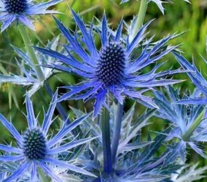 Eryngium zabelii 'Big Blue' geen maat specificatie 0,55L/P9cm - afbeelding 3