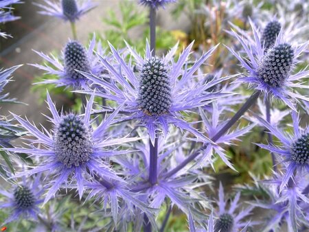 Eryngium zabelii 'Big Blue' geen maat specificatie 0,55L/P9cm - afbeelding 5