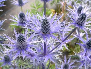 Eryngium zabelii 'Big Blue' geen maat specificatie 0,55L/P9cm - afbeelding 5