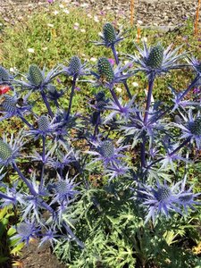 Eryngium zabelii 'Big Blue' geen maat specificatie 0,55L/P9cm - afbeelding 6