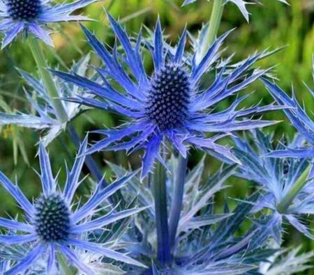 Eryngium zabelii 'Big Blue' geen maat specificatie 0,55L/P9cm - image 3