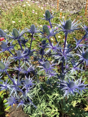Eryngium zabelii 'Big Blue' geen maat specificatie 0,55L/P9cm - image 6