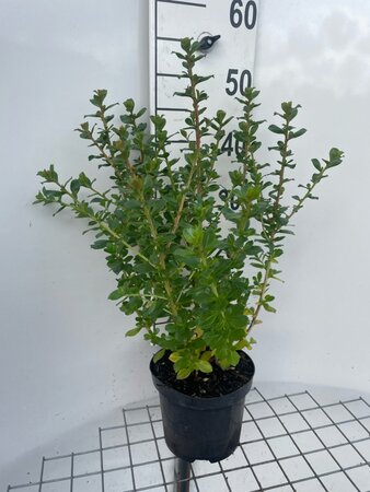Escallonia 'Apple Blossom' 40-50 cm cont. 3,0L