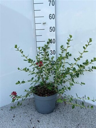 Escallonia 'C.F. Ball' 30-40 cm cont. 5,0L