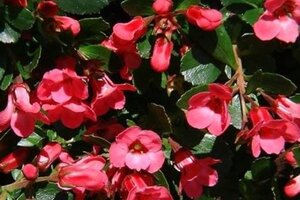 Escallonia 'C.F. Ball' 40-60 cm cont. 2,0L - afbeelding 2