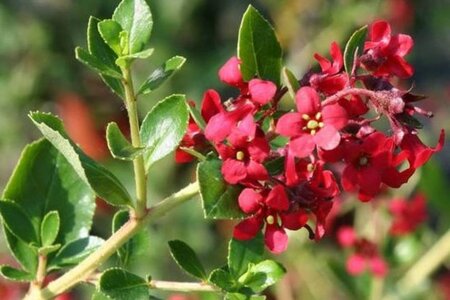 Escallonia 'C.F. Ball' 60-80 cm container - afbeelding 1