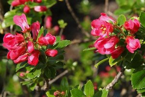 Escallonia 'Dart's Rosyred' 40-60 cm cont. 3,0L