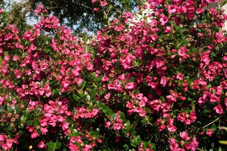 Escallonia 'Dart's Rosyred' 40-60 cm cont. 3,0L - afbeelding 2