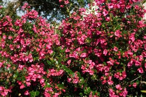 Escallonia 'Dart's Rosyred' 40-60 cm cont. 3,0L - afbeelding 2