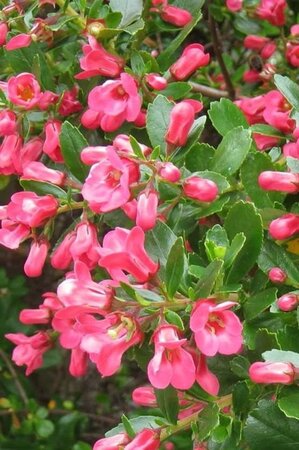 Escallonia 'Donard Seedling' 30-40 cm cont. 3,0L - afbeelding 2