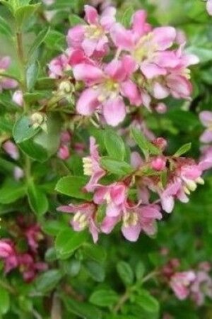 Escallonia 'Donard Seedling' 30-40 cm cont. 3,0L - afbeelding 3