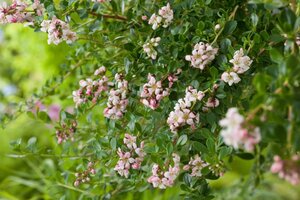 Escallonia 'Donard Seedling' 60-80 cm cont. 3,0L