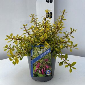 Escallonia Golden Carpet 25-30 cm cont. 2,0L