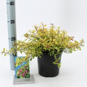 Escallonia Golden Carpet 25-30 cm cont. 2,0L - afbeelding 2