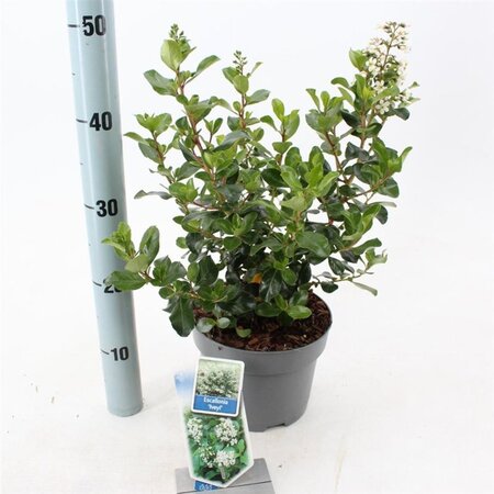 Escallonia 'Iveyi' 30-40 cm cont. 3,0L - afbeelding 3