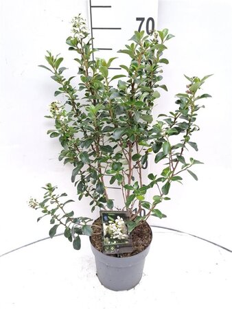 Escallonia 'Iveyi' 30-40 cm cont. 3,0L - afbeelding 2