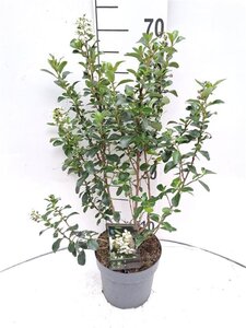 Escallonia 'Iveyi' 30-40 cm cont. 3,0L - afbeelding 2