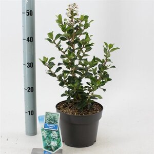 Escallonia 'Iveyi' 30-40 cm cont. 3,0L - afbeelding 4