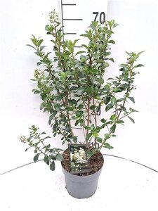 Escallonia 'Iveyi' 30-40 cm cont. 3,0L - afbeelding 9